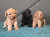 Chiots Caniches à vendre
