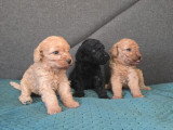 Chiots Caniches à vendre