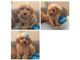 Chiots Caniches à vendre
