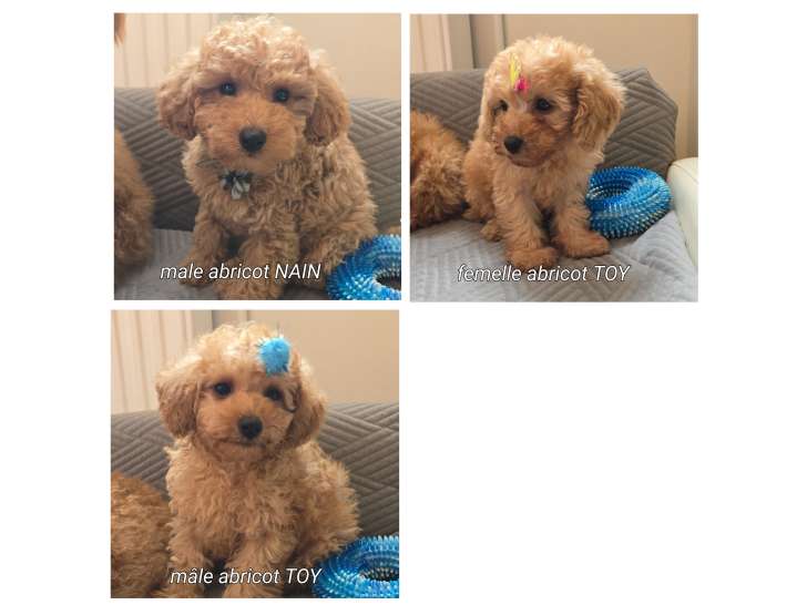Chiots Caniches à vendre