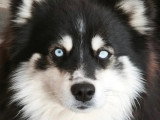 Pomsky mâle non LOF disponible pour saillie décembre 2024