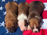 Portée de 9 chiots American Staffordshire Terrier LOF avril 2026