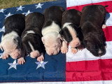Portée de 9 chiots American Staffordshire Terrier LOF avril 2026