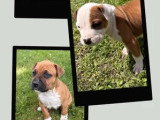 Portée de 9 chiots American Staffordshire Terrier LOF avril 2026