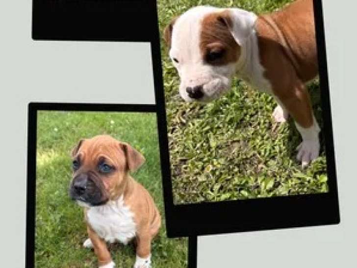 Portée de 9 chiots American Staffordshire Terrier LOF avril 2026