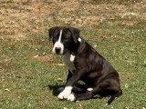 1 mâle American Staffordshire Terrier LOF avril 2026
