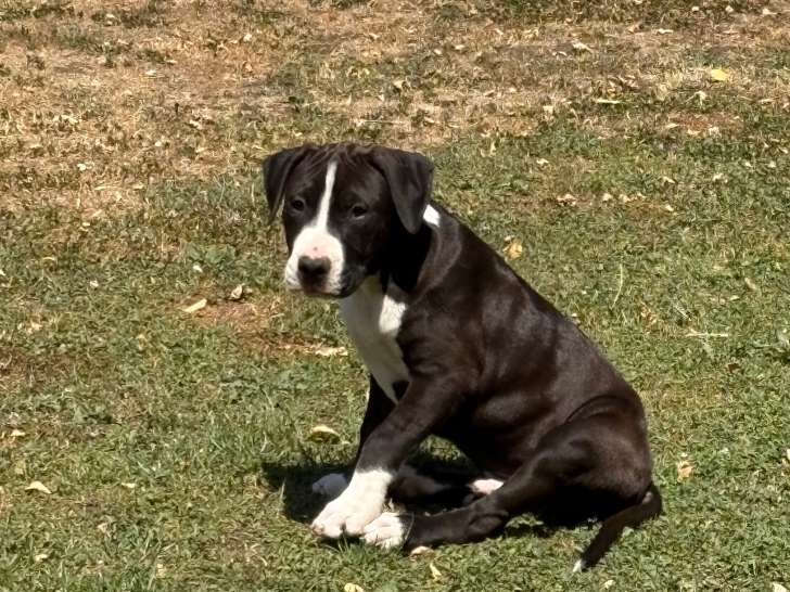 1 mâle American Staffordshire Terrier LOF avril 2026