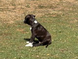 1 mâle American Staffordshire Terrier LOF avril 2026