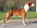 1 mâle American Staffordshire Terrier LOF avril 2026