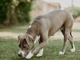 1 mâle American Staffordshire Terrier LOF avril 2026