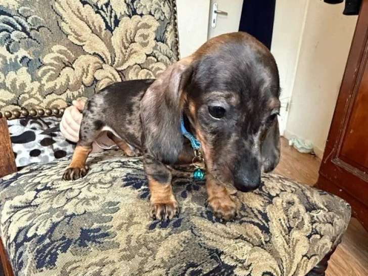 Chiot Teckel mâle arlequin LOF né janvier 2026 à vendre