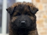 Chiot mâle Altdeuscher Schäferhund à vendre