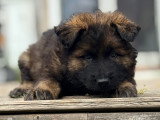 Chiot mâle Altdeuscher Schäferhund à vendre