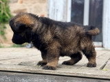 Chiot mâle Altdeuscher Schäferhund à vendre