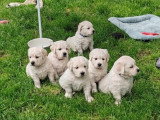 Chiots Golden retriever LOF à vendre