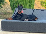 Chien Dobermann adulte à vendre