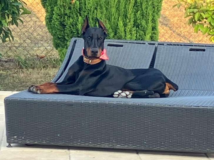 Chien Dobermann adulte à vendre