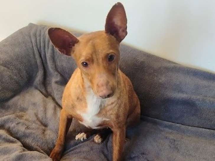 Lichi, irrésistible chienne Podenco à adopter en association