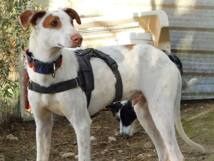 Pincel, petit chien aventurier à adopter en association