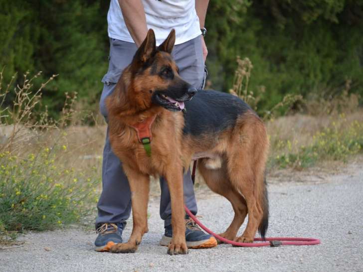 Urko, superbe Berger Allemand parfait à adopter en association