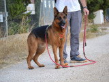 Urko, superbe Berger Allemand parfait à adopter en association