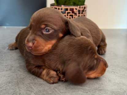 Teckel nain poil ras chocolat lof magnifique