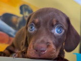 Superbe femelle teckel naine poil ras chocolat lof