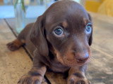 Superbe femelle teckel naine poil ras chocolat lof