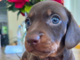 Superbe femelle teckel naine poil ras chocolat lof