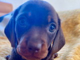 Superbe femelle teckel naine poil ras chocolat lof