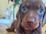 Superbe femelle teckel naine poil ras chocolat lof
