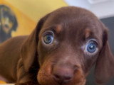 Superbe femelle teckel naine poil ras chocolat lof