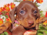 Superbe femelle teckel naine poil ras chocolat lof