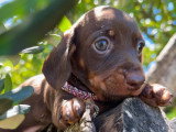 Superbe femelle teckel naine poil ras chocolat lof