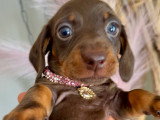 Superbe femelle teckel naine poil ras chocolat lof