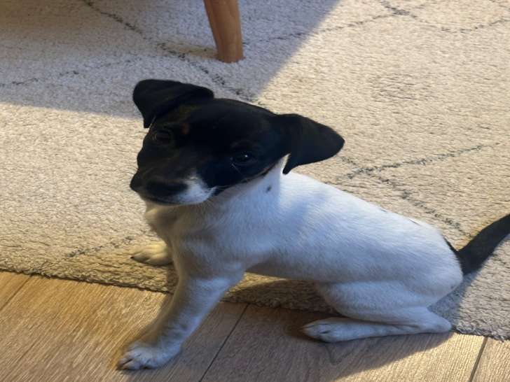 Chiot femelle de race Jack Russell à vendre