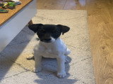 Chiot femelle de race Jack Russell à vendre