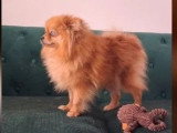 1 chiot Spitz Poméranien mâle robe de renard non LOF de mars 2026 à réserver