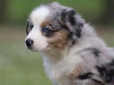 1 chiot Berger Américain Miniature de février 2026 bleu merle mâle à vendre non LOF