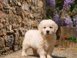 3 chiots Golden Retriever non LOF nés en février 2026 à vendre