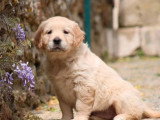 3 chiots Golden Retriever non LOF nés en février 2026 à vendre