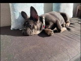 Femelle Bouledogue Français bleu tan disponible pour saillie