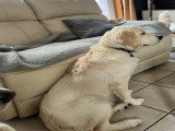 Mâle Golden Retriever disponible pour saillie