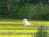 Mâle Golden Retriever disponible pour saillie