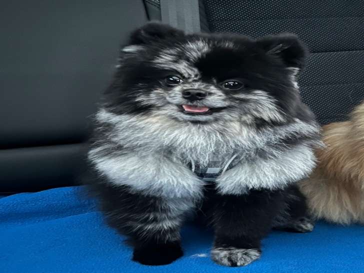 Recherche femelle Spitz Nain pour saillie avec Spitz noir et gris