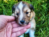 5 chiots femelles Berger des Shetland à réserver, non LOF nées en mars 2026