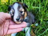 5 chiots femelles Berger des Shetland à réserver, non LOF nées en mars 2026