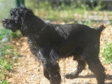 En attente d'adoption : chien Épagneul Breton noir de 15 ans