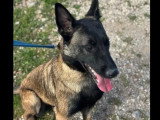 En quête d'un foyer : chiot femelle Berger Malinois de 8 mois