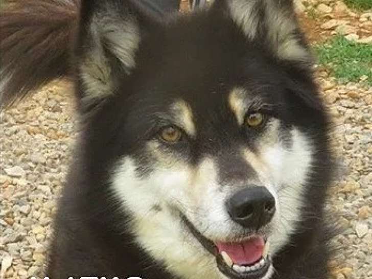 À adopter : chien Husky de Sibérie noir et beige de 8 ans